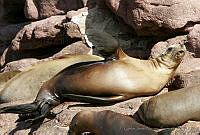 CNS1071 Zalophus californianus.jpg