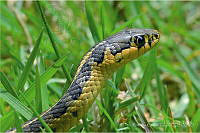 RCT01 Thamnophis.jpg