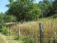 Teocintle 136 Zea diploperennis.jpg