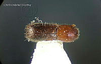WR012 231 Xyleborinus saxesenii.jpg