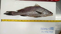 RE006 0054 Totoaba.tif