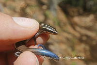JCC0478 Plestiodon lynxe.JPG