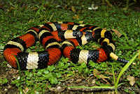 MDL0268 Lampropeltis triangulum ssp. campbelli.jpg