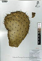 YPH2320 Opuntia hyptiacantha.jpg