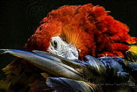 JJMT01 Ara macao.jpg