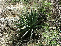 JJSE0012 Agave palmeri.JPG