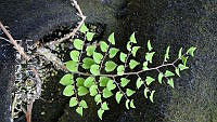LCF0317 Pellaea cordifolia.jpg