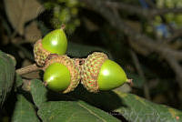 MDLLPG0141 Quercus rugosa.jpg