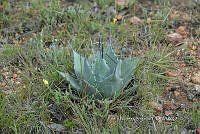 PNQ 0005 Agave flexispina.jpg