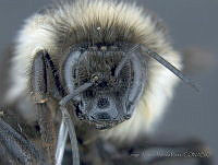 JAMR011 Bombus wilmattae.jpg