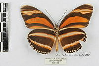 JF018 0383 Dryadula phaetusa.jpg