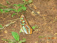 MCS077 Siproeta stelenes ssp. biplagiata.jpg
