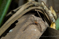 OAO0227 Cupiennius chiapanensis.jpg