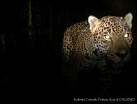 RPR0022 Panthera onca.jpg