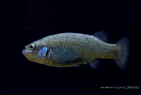 IMDOC2272 Characodon audax.jpg