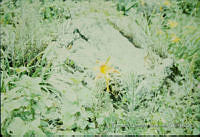 FGM1742 Hemerocallis sp..JPG