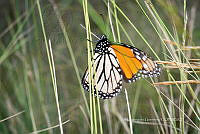 IDG1825 Danaus plexippus.jpg