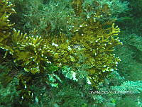 NE018 0067 Millepora alcicornis.jpg