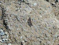 ADJ0498 Apodemia walkeri.jpg