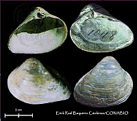 KT014 0503 Eucrassatella speciosa.JPG