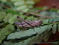 LBL0023 Amblytropidia mysteca.jpg