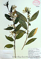 RBB0027 Cestrum nitidum.tif