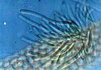 KT018 0049 Chamaesiphon confervicolus.jpg