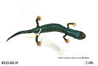 ME006 herp SCLC 0263 Bolitoglossa franklini - (Schmidt, 1936).jpg