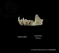 LESS 0360 Artibeus hirsutus.JPG