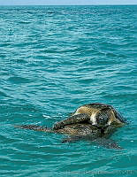 HBB0166 Chelonia mydas.jpg