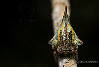 CZR03 Membracidae.JPG