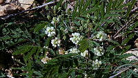 JJSE0003 Acaciella angustissima.JPG
