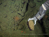 IFREMER-ICMyL-UNAM 0002 Brisinga sp..jpg