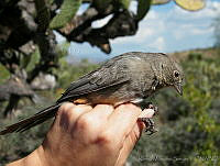 KMS0059 Melozone fusca.jpg