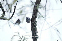 LEMH071 Mniotilta varia.JPG