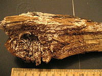 RGO0115 Tomentella sp..JPG