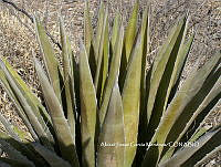 AJGM0263 Agave triangularis.JPG