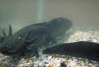 CSP0513 Ambystoma mexicanum.jpg