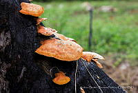 ABBP001 Pycnoporus sanguineus.jpg