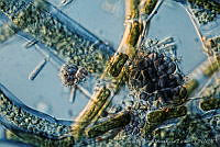 UNAMGAMZ-7 Chamaesiphon incrustans.jpg