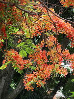 CGL0824 Delonyx regia.jpg