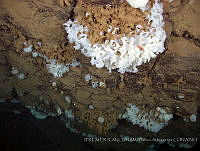 IFREMER-ICMyL-UNAM 0029 Farrea occa.jpg