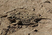 CHH0057 Phrynosoma cornutum.jpg