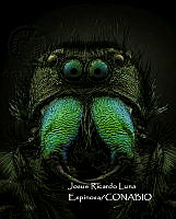 MN6PG0501 Phidippus regius.jpg