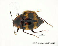 EFM0087 Scaphidium tecuani.JPG
