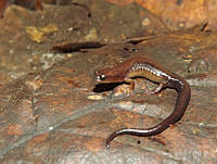 JLAL0022 Chiropterotriton chiropterus.jpg