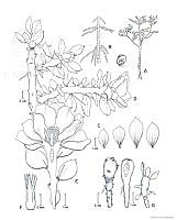 AD0001 Pereskiopsis aquosa.jpg