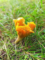JCDJC 0004 Cantharellus.jpg