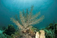 IDG1465 Pseudopterogorgia sp..jpg