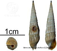 KT014 0859 Terebra brandi.JPG